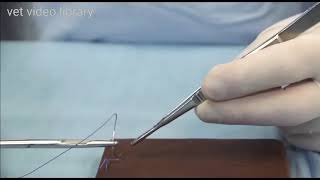 Cruciate Suture Pattern  Vet video library [upl. by Siramay]