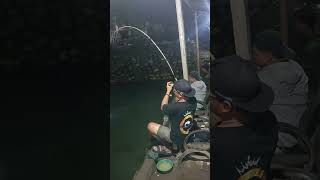 Pemain ini mah 🔥 galatama fishing mancing video viralvideo shorts shortvideo fyp fypシ゚viral [upl. by Eciryt]