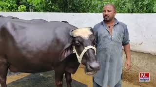 The largest buffalo camp in Kashmir is a beautiful buffalo Derah Safeer Mani Tanyot village buffalo [upl. by Dibrin788]