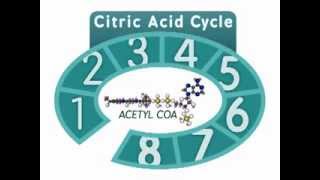 The Citric Acid Cycle An Overview [upl. by Carpet]