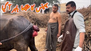 Bhans ne percha mar dea  bhans me peechy ka treatment dr mohsin [upl. by Heppman]