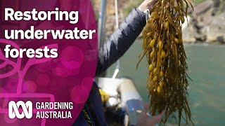 Meet the team restoring critically important underwater forests  Discovery  Gardening Australia [upl. by Otilrac]