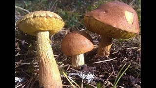 Borowik wysmukły wrzosowy amerykański  Boletus projectellus  woj pomorskie 04102018 [upl. by Emolas671]