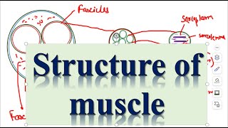 Locomotion and Movements Structure of muscles Part3 [upl. by Junie962]