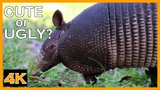 NineBanded Armadillo Searching For Food [upl. by Philbrook516]