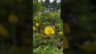 Arachis pintoi shorts short flowers satisfying [upl. by Nawud]