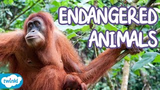 What Animals are Endangered  Endangered Species Explained for Kids [upl. by Anitsyrk]