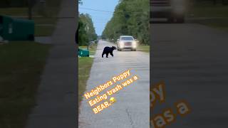 I hollered at the neighbors dog eating trash and it was a Black Bear florida bear [upl. by Ardnal162]