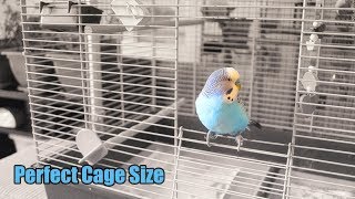 What Is the Perfect Cage Size for Two Budgies [upl. by Porter]