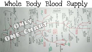 Whole Body Blood Supply  12  Upper limb Lower limb Thorax Abdomen Head and Neck Artery [upl. by Zetrauq189]