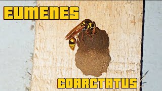 This insect is great at making nests  Eumenes Coarctatus [upl. by Enidlarej]