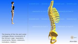 The Thoracic Cage [upl. by Cir]