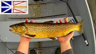 FIshing For BIG Sea Run Brown Trout Newfoundland 2017 [upl. by Norehs]