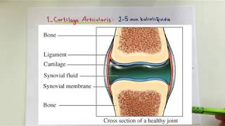 ANATOMİ8KONUEklem Sistemi [upl. by Dnomaj]