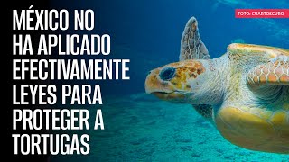 México no ha aplicado efectivamente leyes para proteger a tortugas caguama informe [upl. by Enaujed]