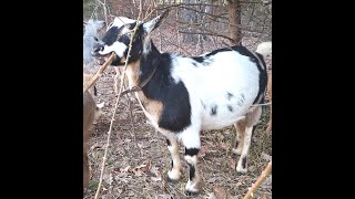 How to diagnose Urinary calculi before it becomes deadly for your male goats [upl. by Arramas]