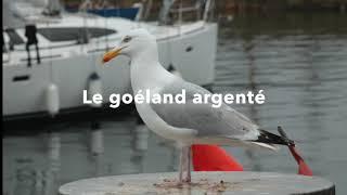 Le goéland argenté [upl. by Scheld]