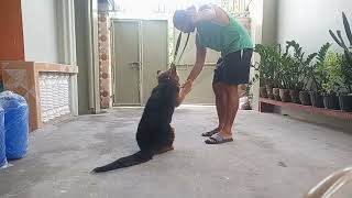 DOG TRAINING GERMAN SHEPHERD PUPPY  BASIC OBEDIENCE [upl. by Sklar233]