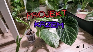 Projekt Krzem 1 [upl. by Aihsrop]