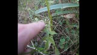 Plantas comestiveis capiçoba e amora silvestre [upl. by Patten]