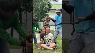 Begini Rasanya Berfoto Bareng Raja Hutan shorts animals reaction [upl. by Loseff]