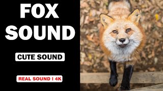 Real Fox Sounds  High Quality  Cute Fox Sound Experience  4K [upl. by Files]