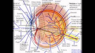 Fovea Function In The Eye [upl. by Hourigan146]