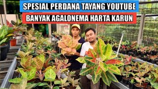 Banyak aglaonema harta karun perdana tayang youtube [upl. by Glogau766]