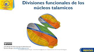 Tálamo Conformación Núcleos Intralaminares y divisiones funcionales  Dr Ottoniel Sánchez [upl. by Clem860]