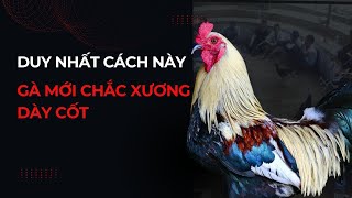 Duy nhất cách này mới giúp gà chắc xương dày cốt liệu có đúng [upl. by Corie971]