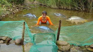 How to harvest wild fish from puddles  used a net to catch fish in a puddles harvest many big fish [upl. by Orvan217]