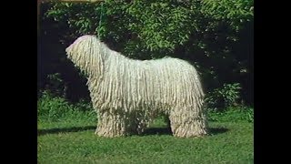 Komondor  AKC Dog breed series [upl. by Choo507]