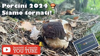 Porcini 2024 Valtellina 05062024 funghi mushroom porcini natura [upl. by Denzil]