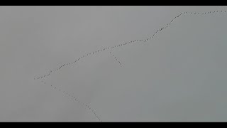 massenhafter Gänseflug im Inntal am 4112023 [upl. by Ahslek]