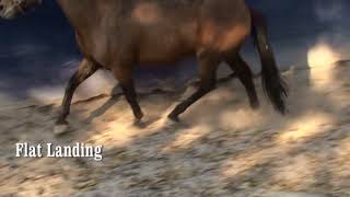 Horse Toe Strike vs Heel Strike or Flat Landing for Navicular Syndrome [upl. by Annawat]