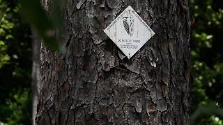 Red Cockaded Woodpecker Habitat Restoration [upl. by Harshman]