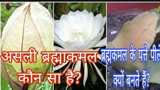 Which is the real BrahmakamalWhy the Leaves of Brahmakamal turn Yellow  Hindi [upl. by Lleuqram405]