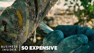 Why Mastic Tree Resin Is So Expensive  So Expensive [upl. by Petunia300]