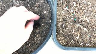 Planting Mexican Hawthorn Crataegus mexicana Seeds [upl. by Dibru]