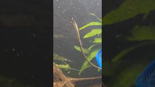 Pipefish exploring the aquarium [upl. by Erimahs112]