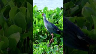 Western swamphen birds shorts youtubeshorts wildlife [upl. by Anilram]