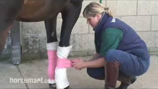 How to bandage your stable horse [upl. by Kunin]