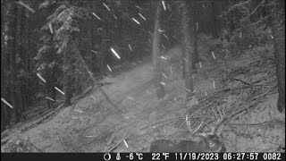 Trail Camera Video Jan 26 2024 [upl. by Trent]