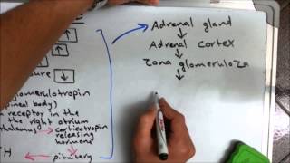 Aldosterone hormone [upl. by Akemat]