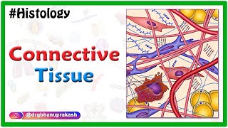 Histology of Connective Tissue usmle neetpg fmge mbbs [upl. by Suckram]