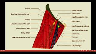 Femoral Hernia  femoral triangle femoral canal clinical anatomy lower limb Med Guide Series [upl. by Yreme482]