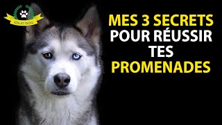 3 exercices SIMPLES pour réussir à promener votre chien [upl. by Neenaej22]