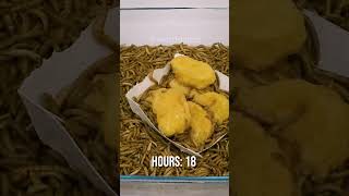 10 000 Mealworms vs MCNUGGETS [upl. by Acinoj]