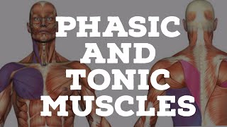 Phasic and tonic muscles [upl. by Idahs]