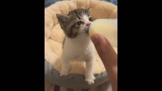 The kitten loves to drink milk from the bottle catvideos meow catsanddogs cute cuteanimals [upl. by Sik]